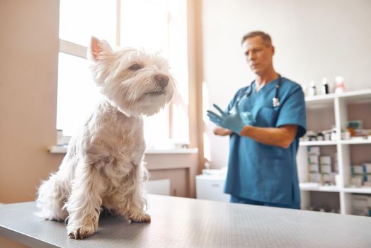 Ready for check up Middle aged male vet putting on protective gloves before starting to check the health of a small dog in veterinary clinic. Pet care concept. Medicine concept. Animal hospital