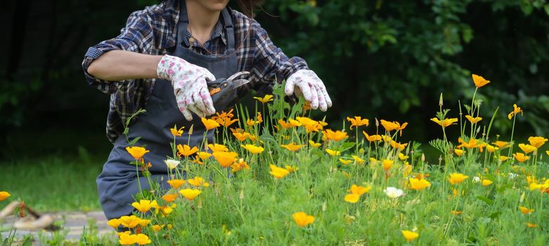 A woman is involved in gardening and farming, a gardener in a straw hat, an apron and a plaid shirt with a pruner cuts a branch of a lush bush with yellow flowers in the garden on a sunny day.