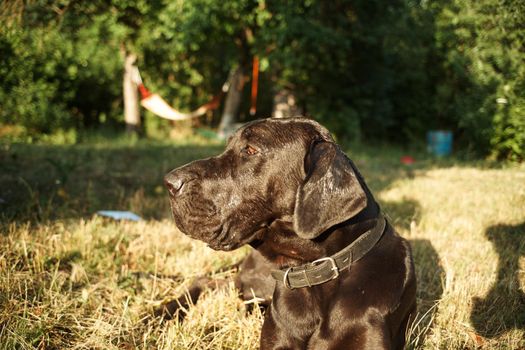 large purebred black dog outdoors in the field pets. High quality photo