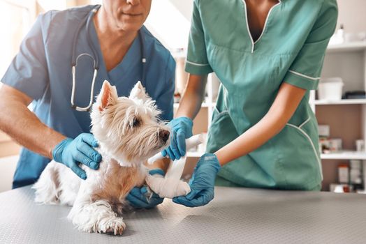 We are always here to help. A team of two veterinarians in work uniform bandaging a paw of a small dog lying on the table at veterinary clinic. Pet care concept. Medicine concept. Animal hospital