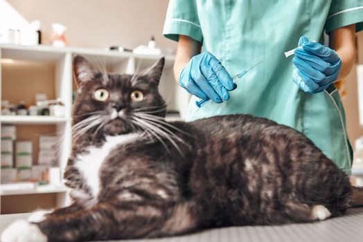 It's not scary Young female veterinarian in work uniform making an injection to a large black and fluffy cat lying on the table in veterinary clinic. Pet care concept. Medicine concept. Animal hospital