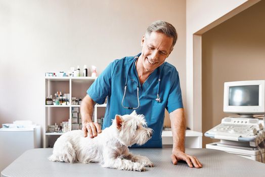 I love my little patients. Positive middle-aged veterinarian in work uniform stroking his patient before starting full check up at veterinary clinic. Pet care concept. Medicine concept. Animal hospital