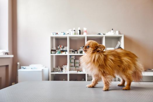 Small, but brave Portrait of cute little dog standing on the table while visiting veterinary clinic. Medicine concept. Pet care concept. Animal hospital