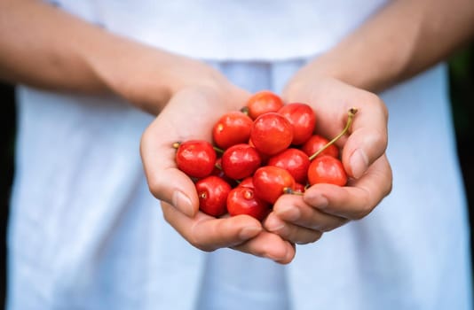 Female hands carefully hold a handful of juicy ripe red cherries on a light background.