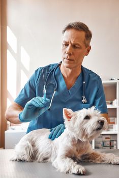 It will hurt a little. A middle aged male veterinarian in work uniform is going to make an injection to a small dog lying on the table at veterinary clinic. Pet care concept. Medicine concept. Animal hospital