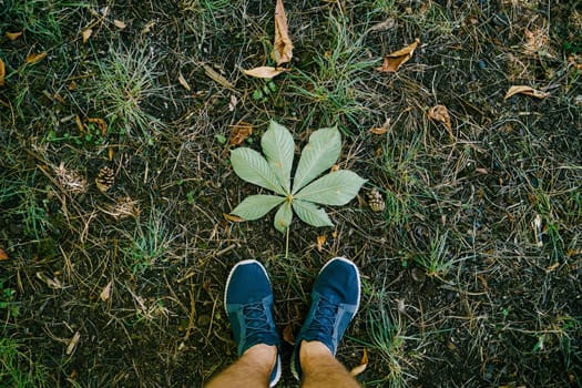Male legs in sneakers and shorts on the grass near a chestnut leaf. Close-up. High quality photo