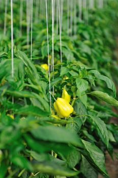 paprika in greenhouse