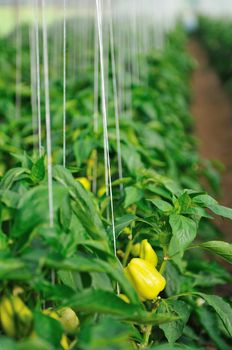 paprika in greenhouse