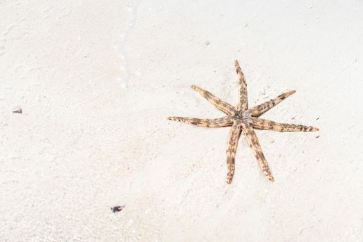 Seastar sea star on the beach sand