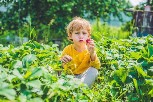 Happy caucasian little boy picking and eating strawberries on berry farm in summer.