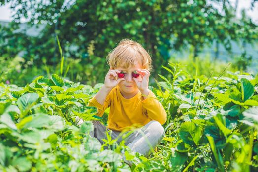 Happy caucasian little boy picking and eating strawberries on berry farm in summer.