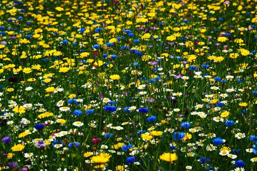 Multi coloured wild flowers with a green background