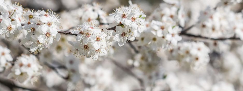 Cherry blossoms in spring. Beautiful white flowers