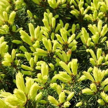 Canadian spruce Picea glauca Conica. White spruce. Decorative coniferous evergreen tree with a ladybug in spring