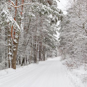 Beautiful winter forest with snowy trees and a white road. Fairy tale.