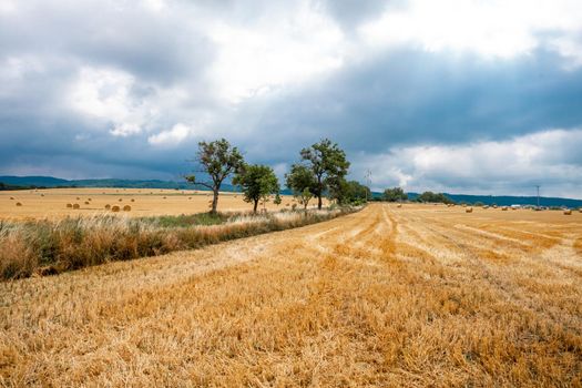 straw bales in the field after harvest. natural panorama.