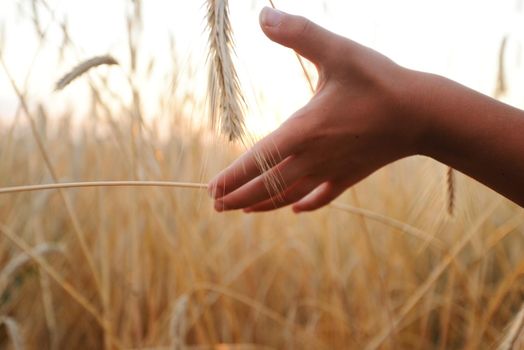 Kid at wheat field