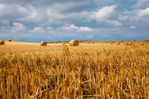 bales of dry straw in the field after harvest.