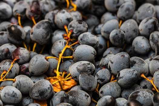 Close up of ripe grapes, background of grapes.