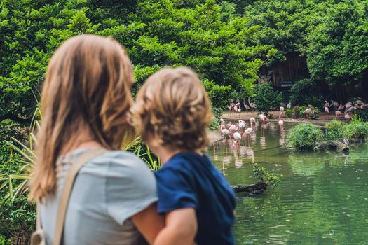 Mom and son are looking at the flock of birds of pink flamingos on a pond in Hong Kong Park.