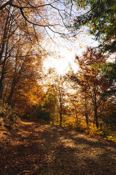 São Lourenço Beech Tree Forest, pathway leaves fall in ground landscape on autumnal background in November, Manteigas, Portugal.