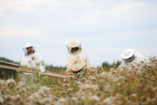Beekeepers working on the field working on the big field. High quality photo