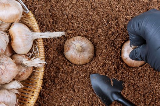 Planting crocus bulbs in the ground. Farmer in gloves planting saffron. Garden tools.