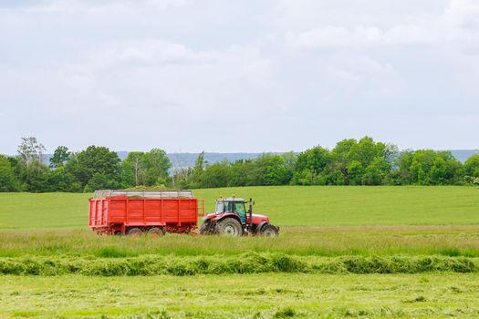 The harvester collects freshly cut grass in a tractor trailer for transportation. Haymaking.