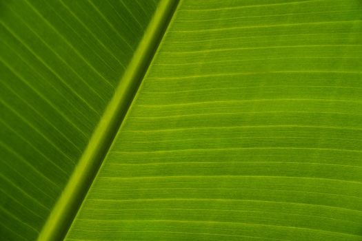 Texture of green leaves of a banana palm. Background of exotic leaves, close-up. Copy space