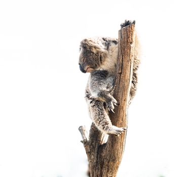 Native animal to australia called Koala