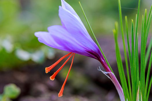 saffron crocus bloomed in the field in autumn, you can see the three stamens of saffron