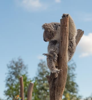 One of the familiar Wild animal  in australia.