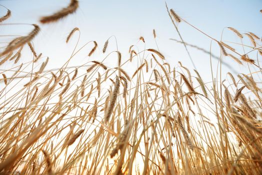 Wheat and sky