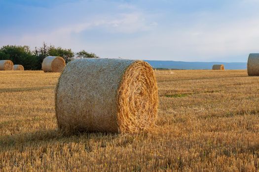 Round bales of straw on farmland against a blue cloudy sky. Mowed field after harvesting wheat.