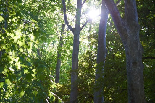 tree branches with blue sky in background and fresh spring leafs close up ready for double exposure mask selection