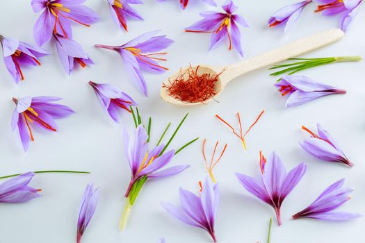 Saffron crocuses, stigmas dry in a spoon on a white background. Beautiful crocus flowers. Wet stamens.