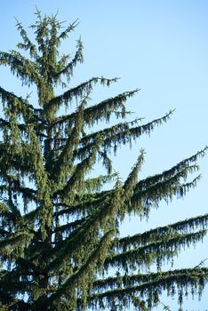 tree branches with blue sky in background and fresh spring leafs close up ready for double exposure mask selection