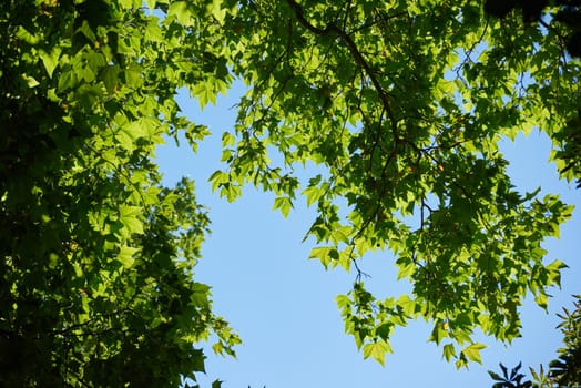 tree branches with blue sky in background and fresh spring leafs close up ready for double exposure mask selection