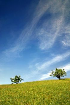 tree on meadow at sunny day