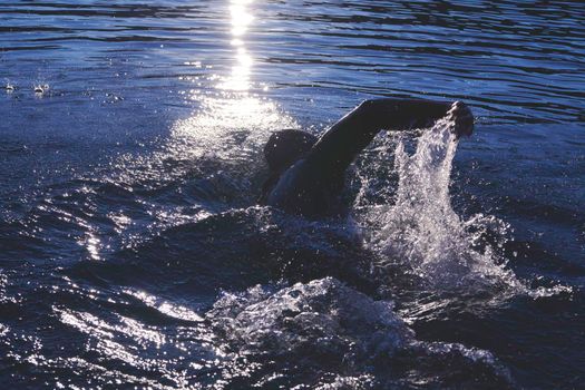 triathlon athlete swimming on beautiful morning sunrise training in lake wearing wetsuit concept of strength and endurance