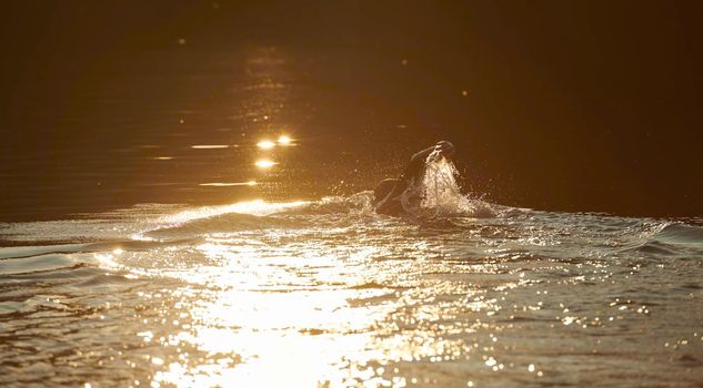 triathlon athlete swimming on beautiful morning sunrise training in lake wearing wetsuit concept of strength and endurance