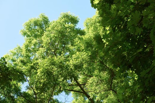 green tree brances frame corner  with blue sky and sun flare in background