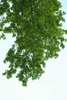 tree branches with blue sky in background and fresh spring leafs close up ready for double exposure mask selection