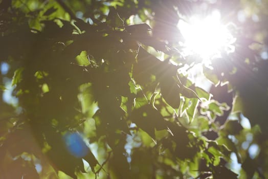 tree branches with blue sky in background and fresh spring leafs close up ready for double exposure mask selection