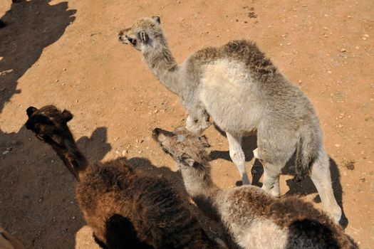 wild camel animal on tourist safari tour