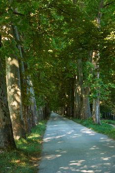 country road trought tree  alley in the park fresh  morning at spring nature landscape