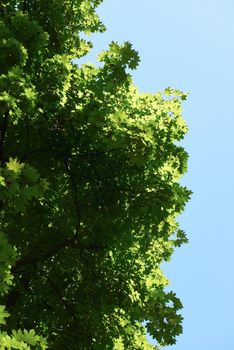 green tree brances frame corner  with blue sky and sun flare in background