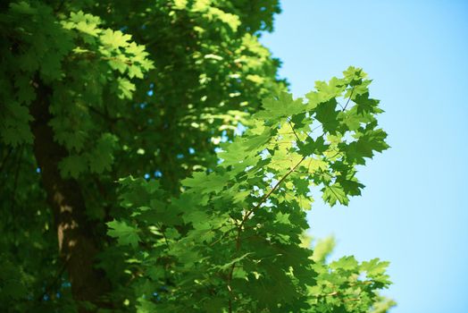 green tree brances frame corner  with blue sky and sun flare in background