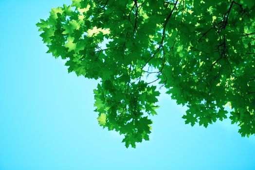 green tree brances frame corner  with blue sky and sun flare in background