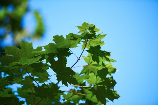 green tree brances frame corner  with blue sky and sun flare in background